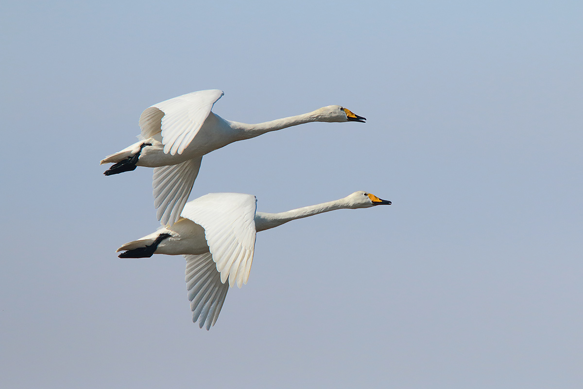 Ad ali spiegate, il sogno di Icaro.